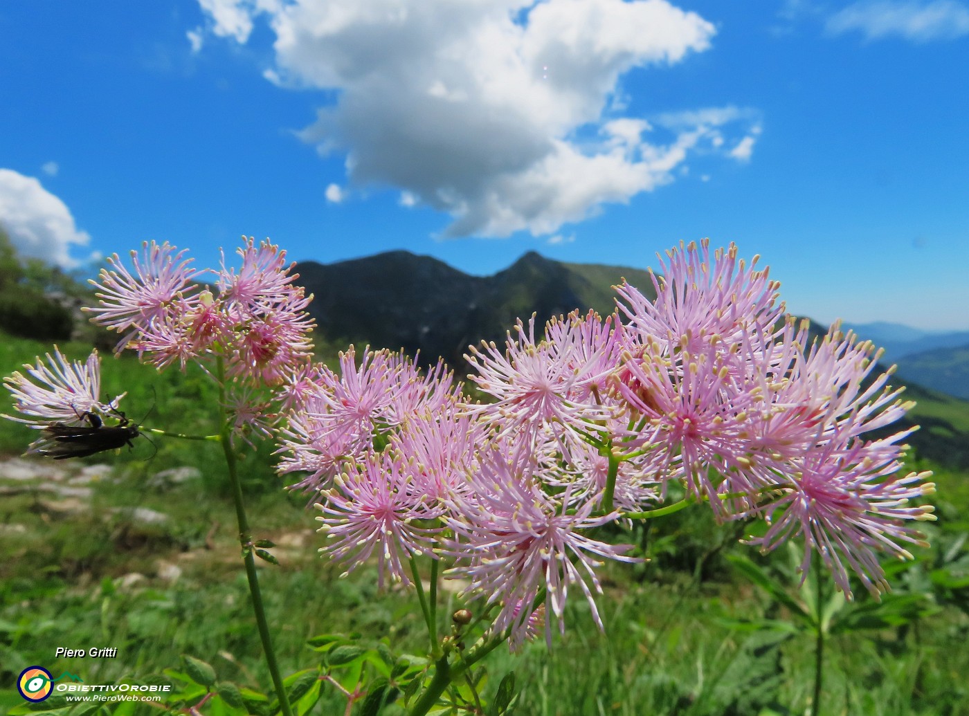 61 Thalictrum aquilegifolium (Pigamo colombino) con vista in Grem.JPG